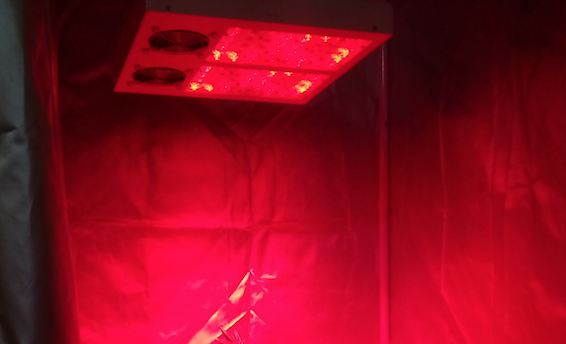 LED SUMMERGROW SGL600W-360 - immagine 5